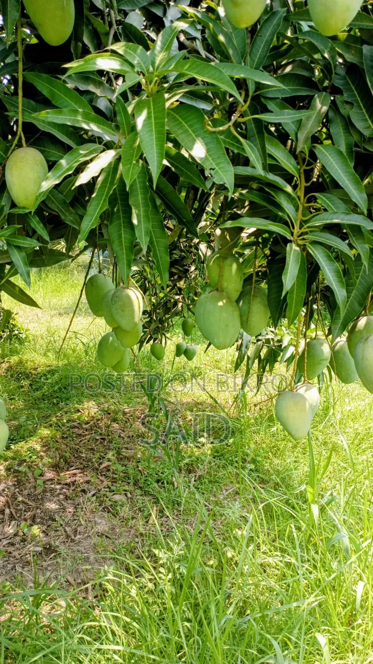 Mango Fruits