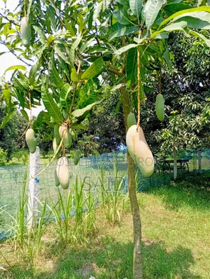 Mango Fruits