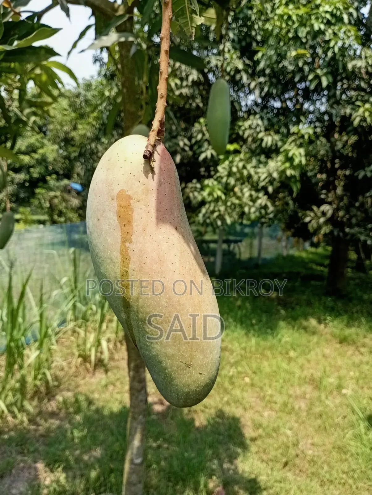 Mango Fruits