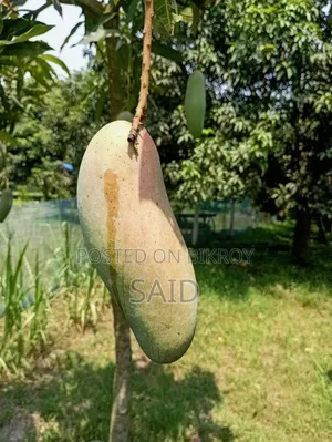 আম ফল