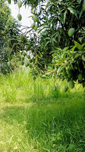 Mango Fruits