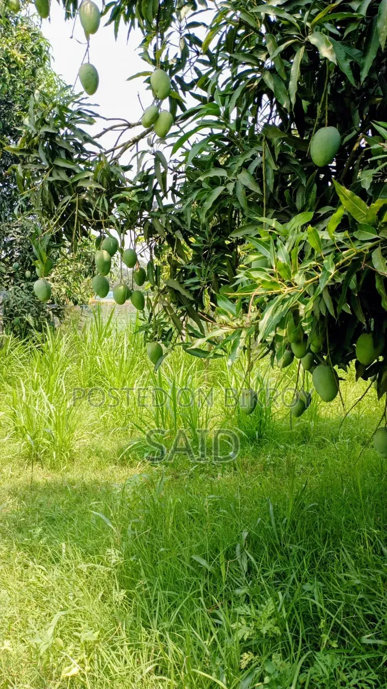 Mango Fruits