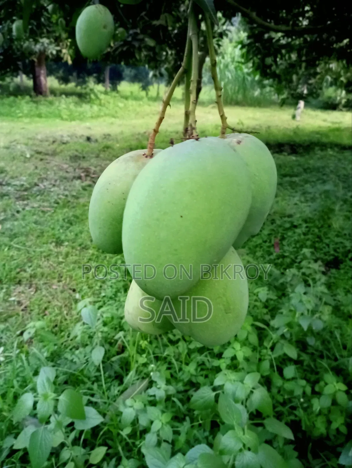 Mango Fruits