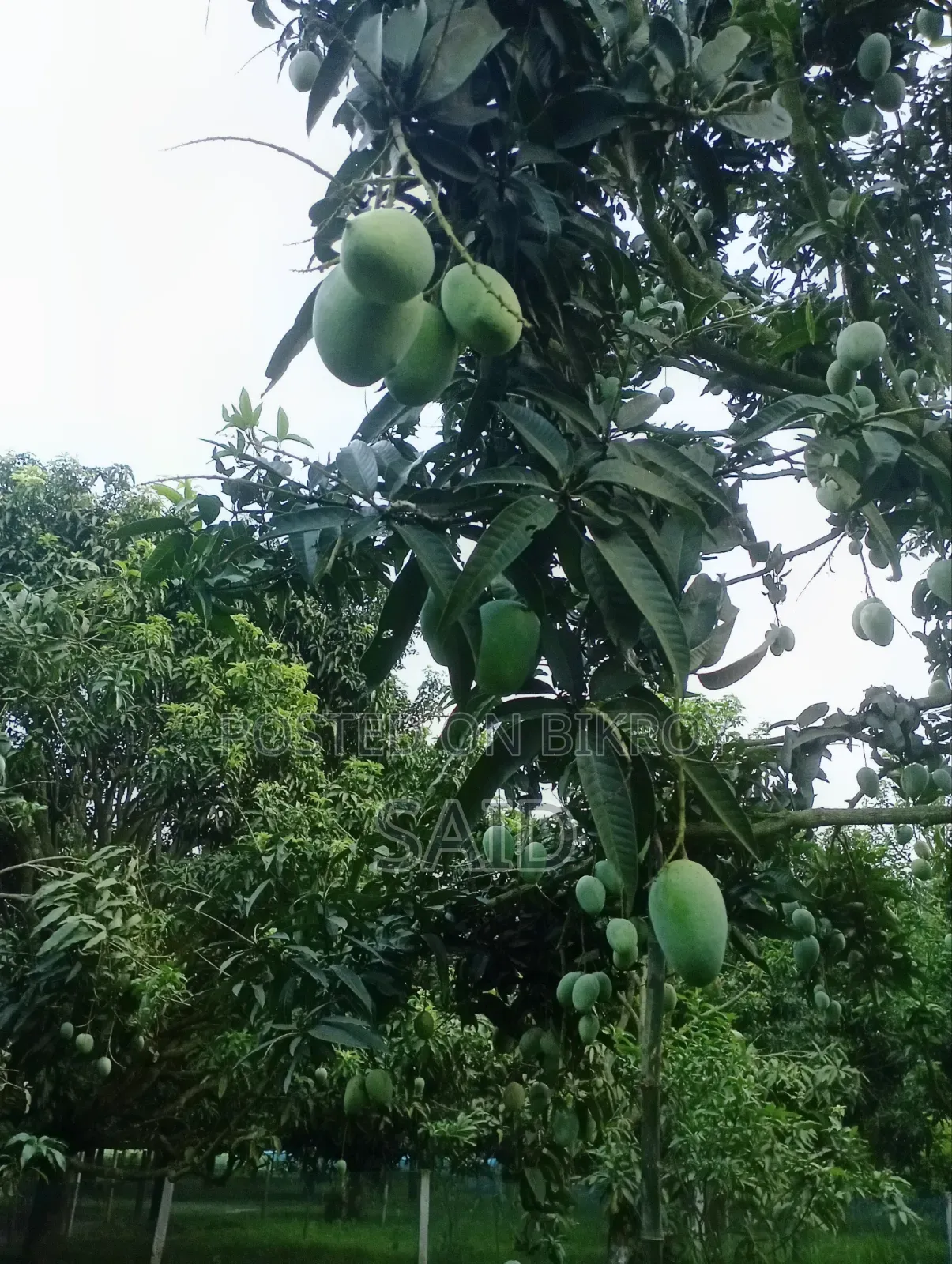 Mango Fruits