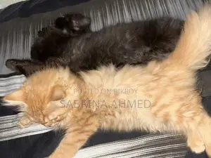 1-3 Months Female Purebred Persian