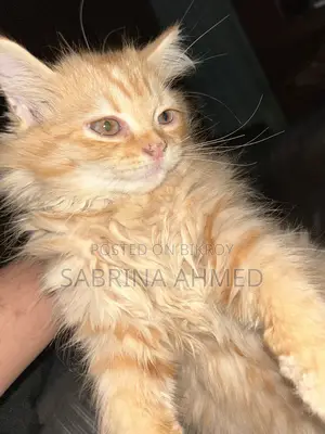 1-3 Months Female Purebred Persian