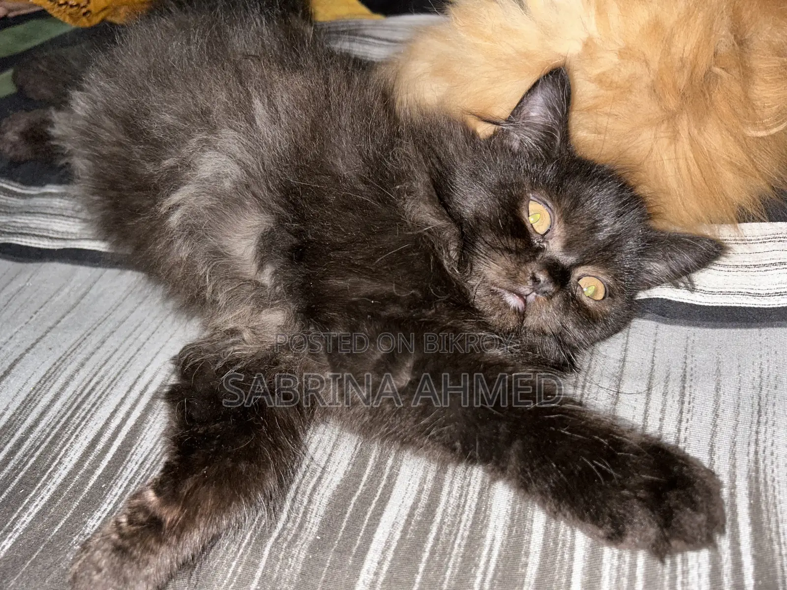 1-3 Months Female Purebred Persian