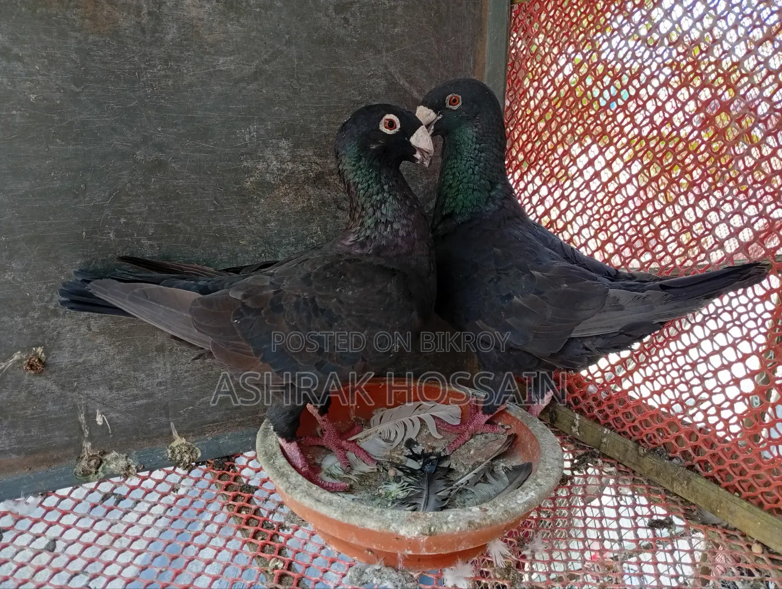 Beauty Huma and Lakha Pigeons