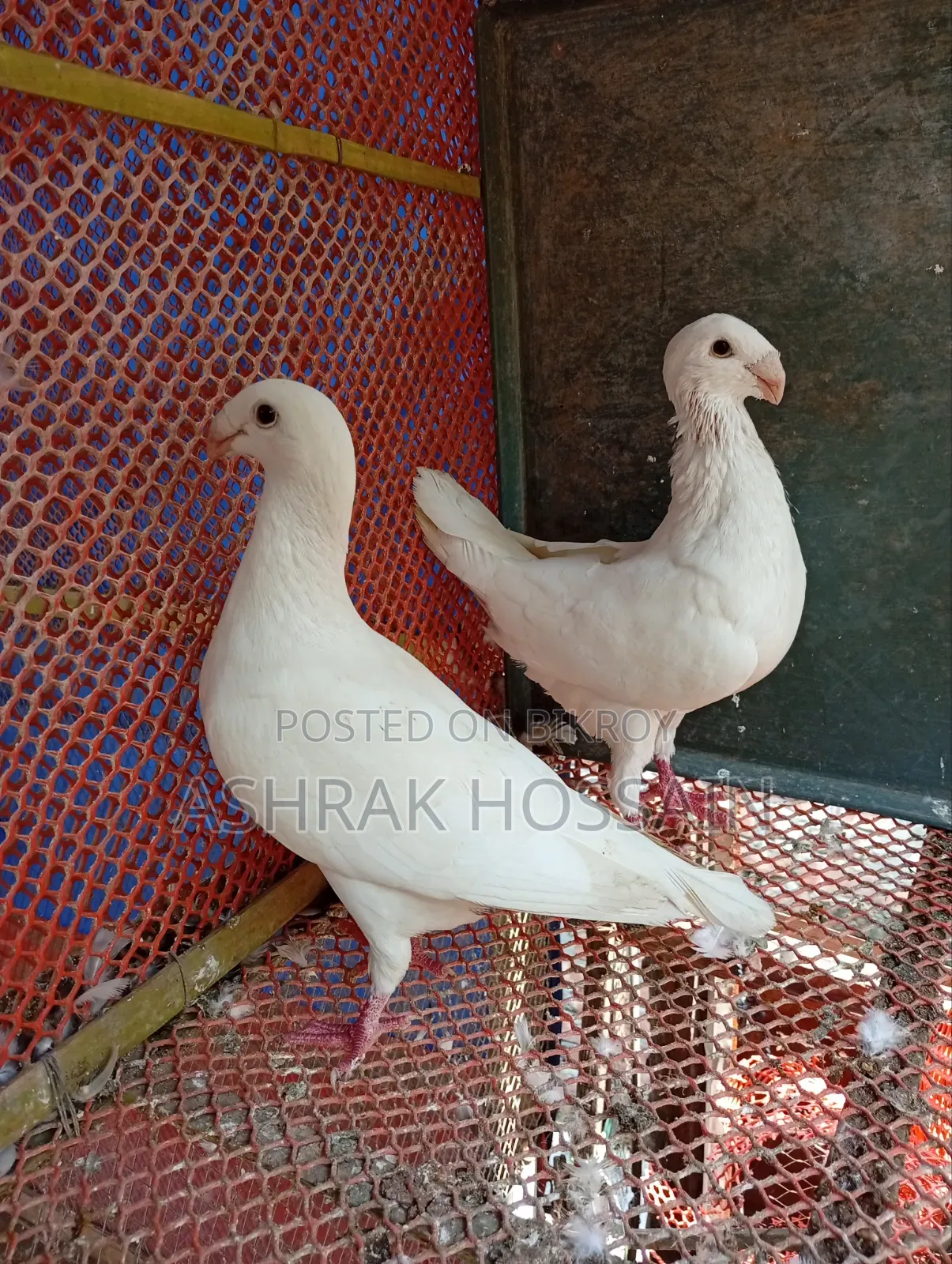 Beauty Huma and Lakha Pigeons