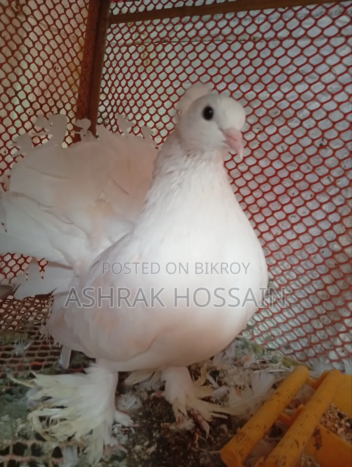 Beauty Huma and Lakha Pigeons