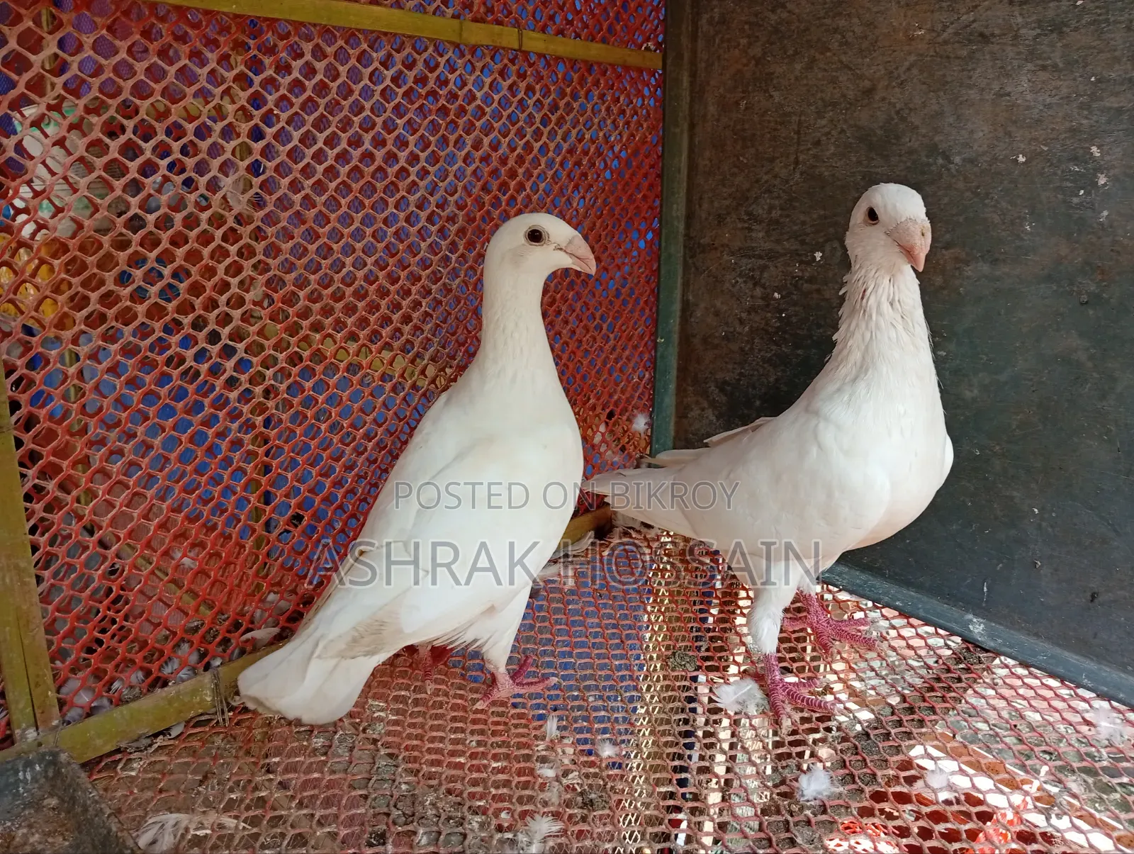 Beauty Huma and Lakha Pigeons
