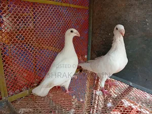 Beauty Huma and Lakha Pigeons