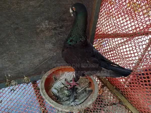 Beauty Huma and Lakha Pigeons