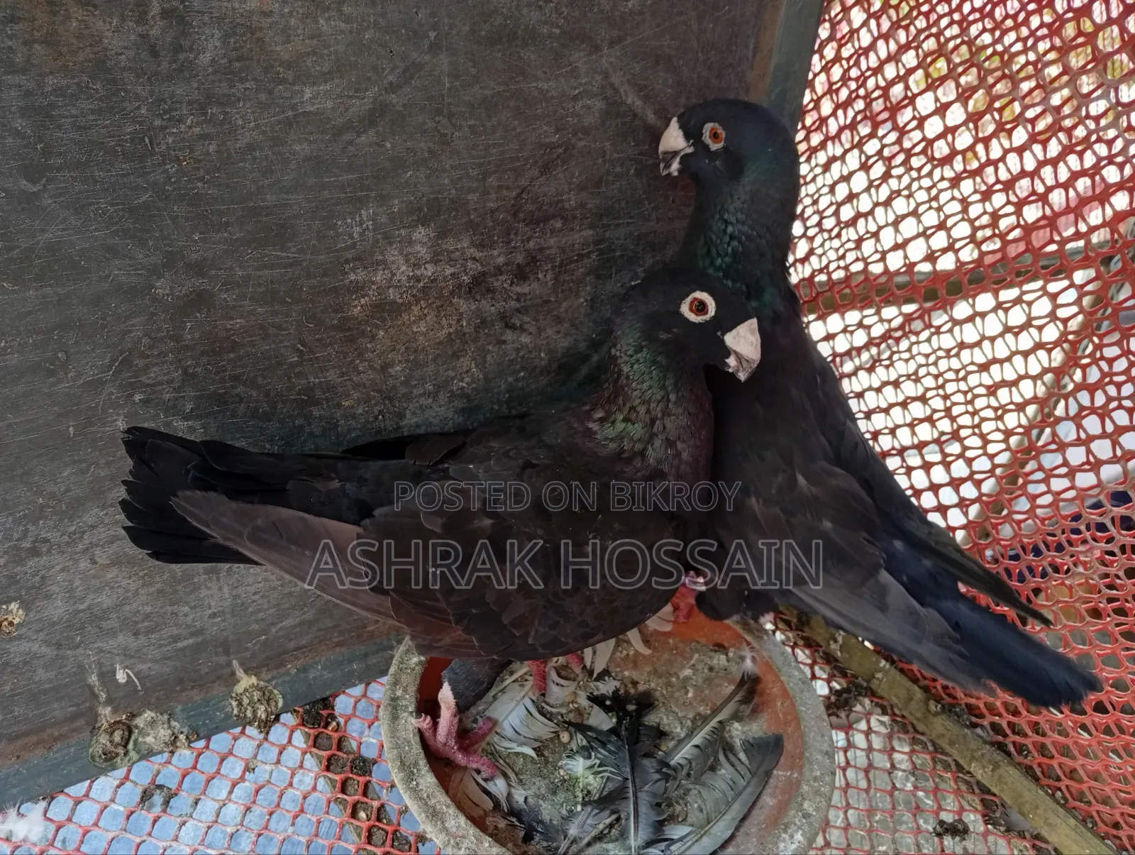 Beauty Huma and Lakha Pigeons