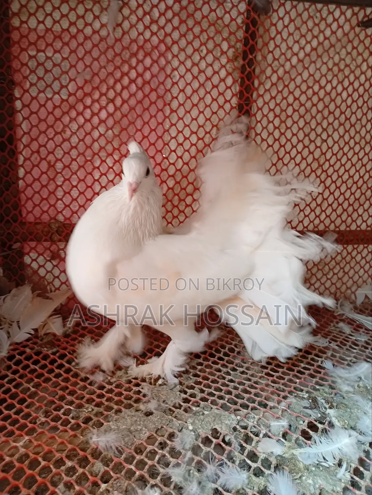 Beauty Huma and Lakha Pigeons