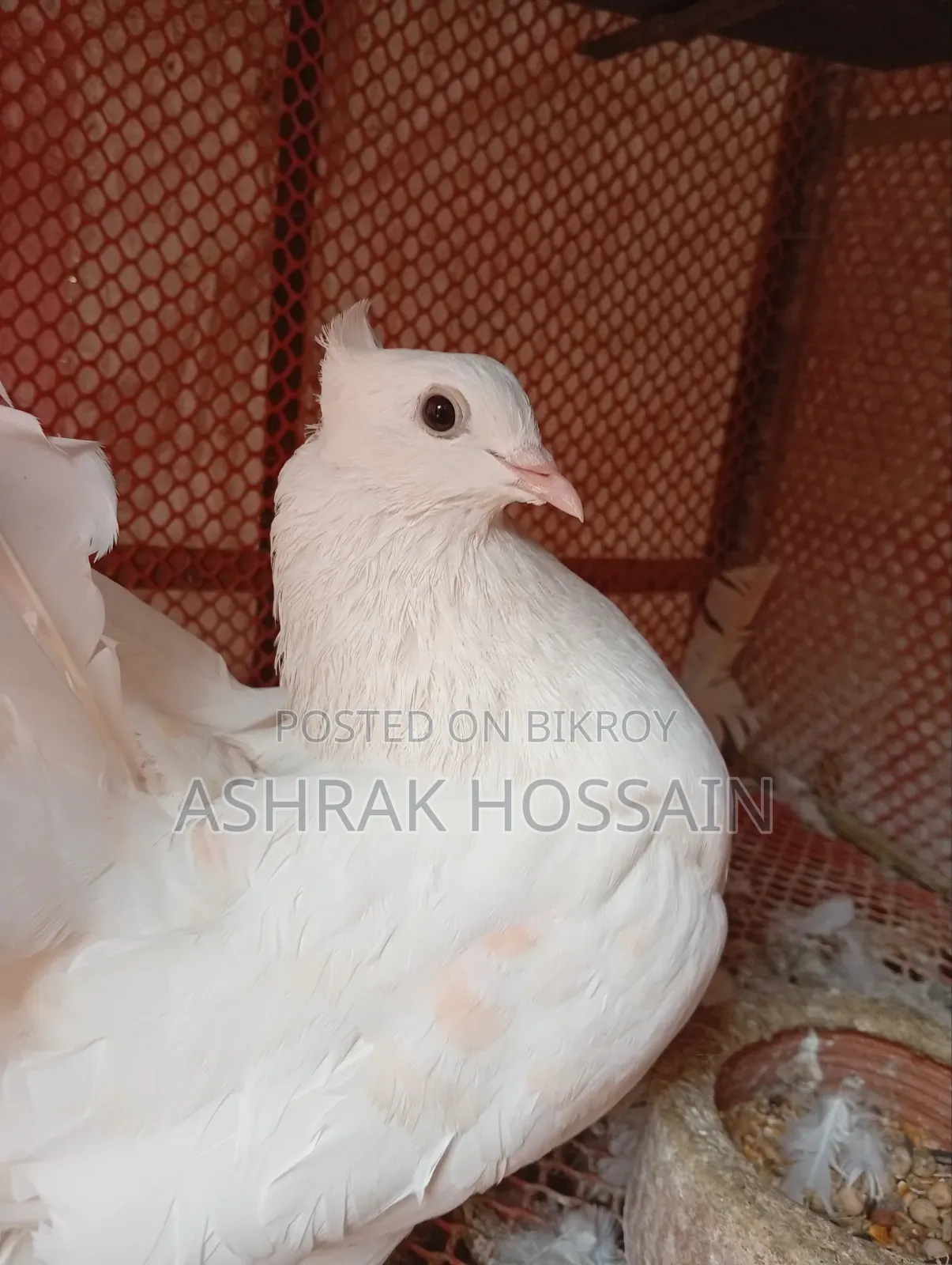 Beauty Huma and Lakha Pigeons