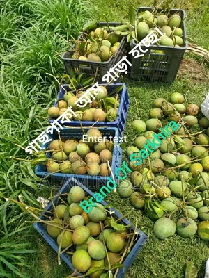 Completely Formalin-Free mango