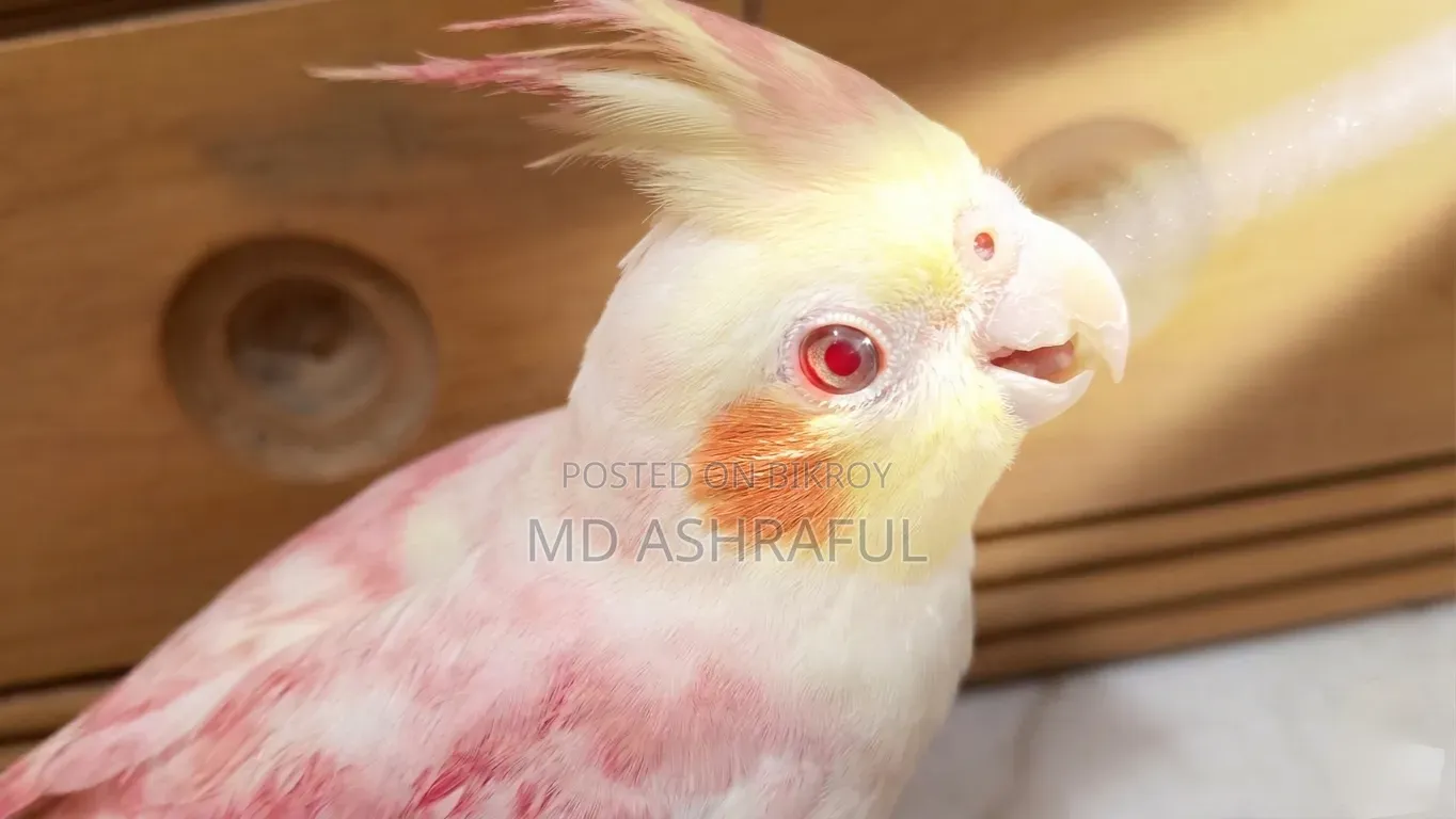 Bird (Cocktail)