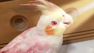 বার্ড (ককটেল)