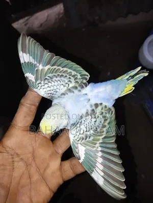 Lovebirds for Sale