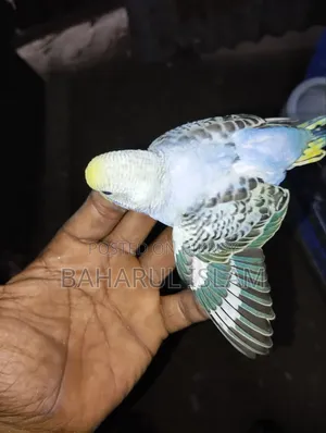 Lovebirds for Sale