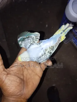 Lovebirds for Sale
