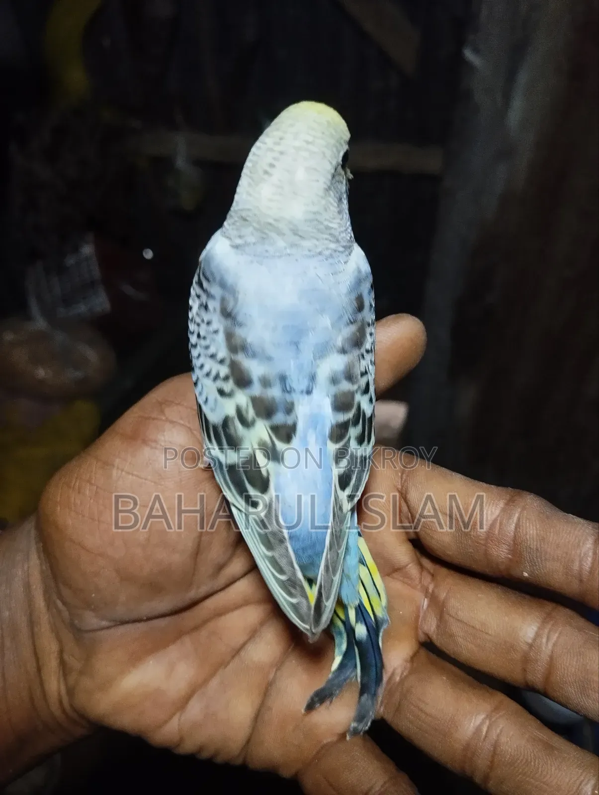 Lovebirds for Sale