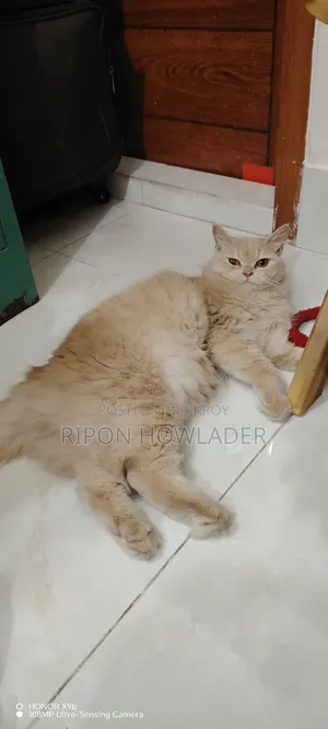 ১+ বছরের ফিমেল পিওরব্রেড ম্যানক্স