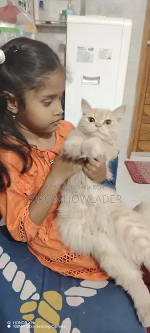 ১+ বছরের ফিমেল পিওরব্রেড ম্যানক্স