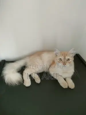 1+ Year Female Mixed Breed Persian