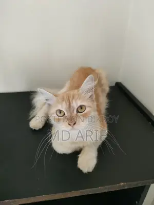 1+ Year Female Mixed Breed Persian