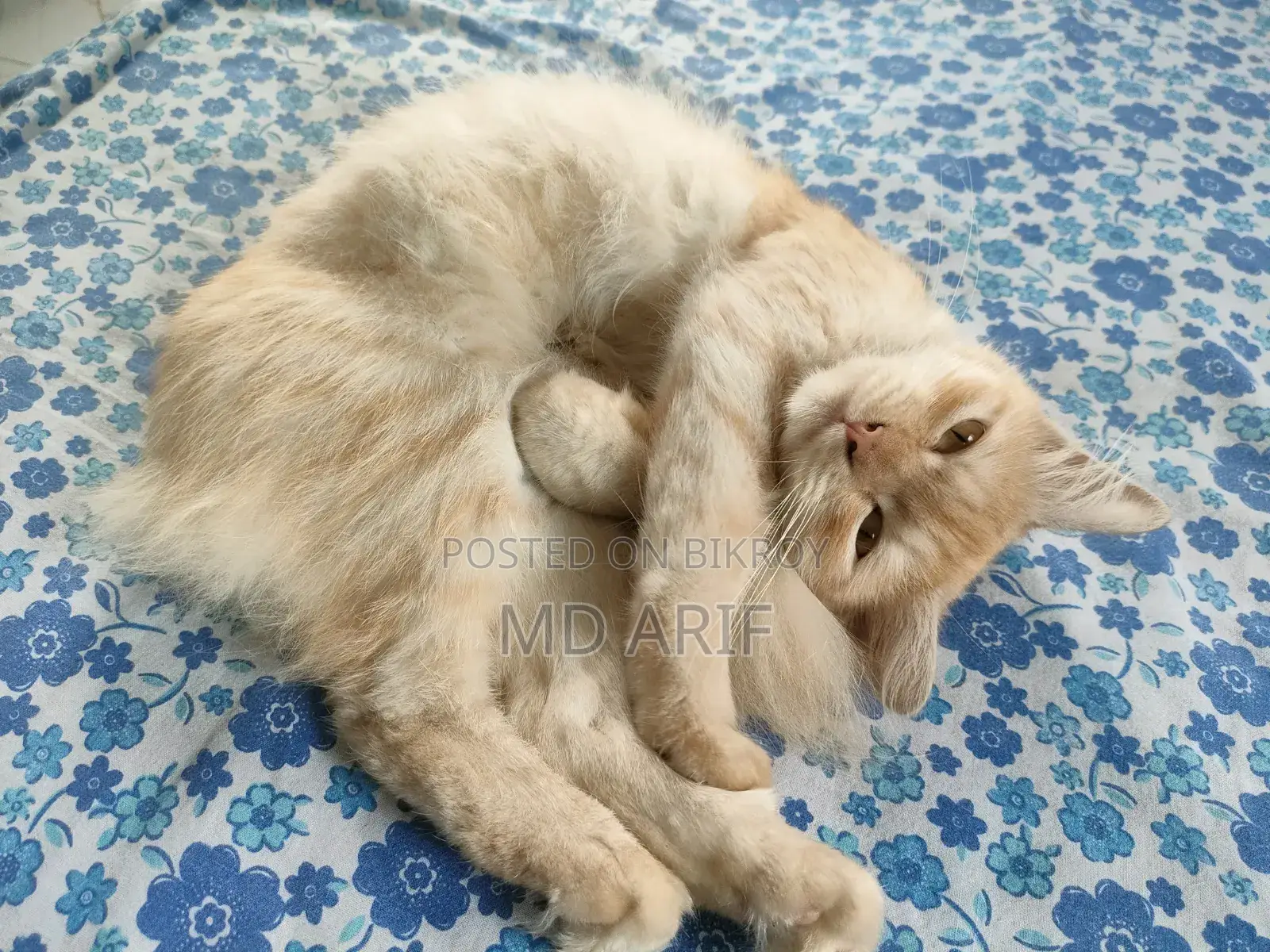 1+ Year Female Mixed Breed Persian