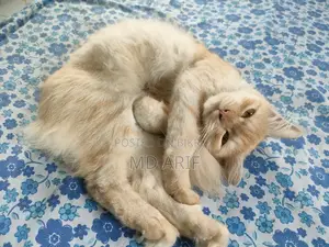 1+ Year Female Mixed Breed Persian