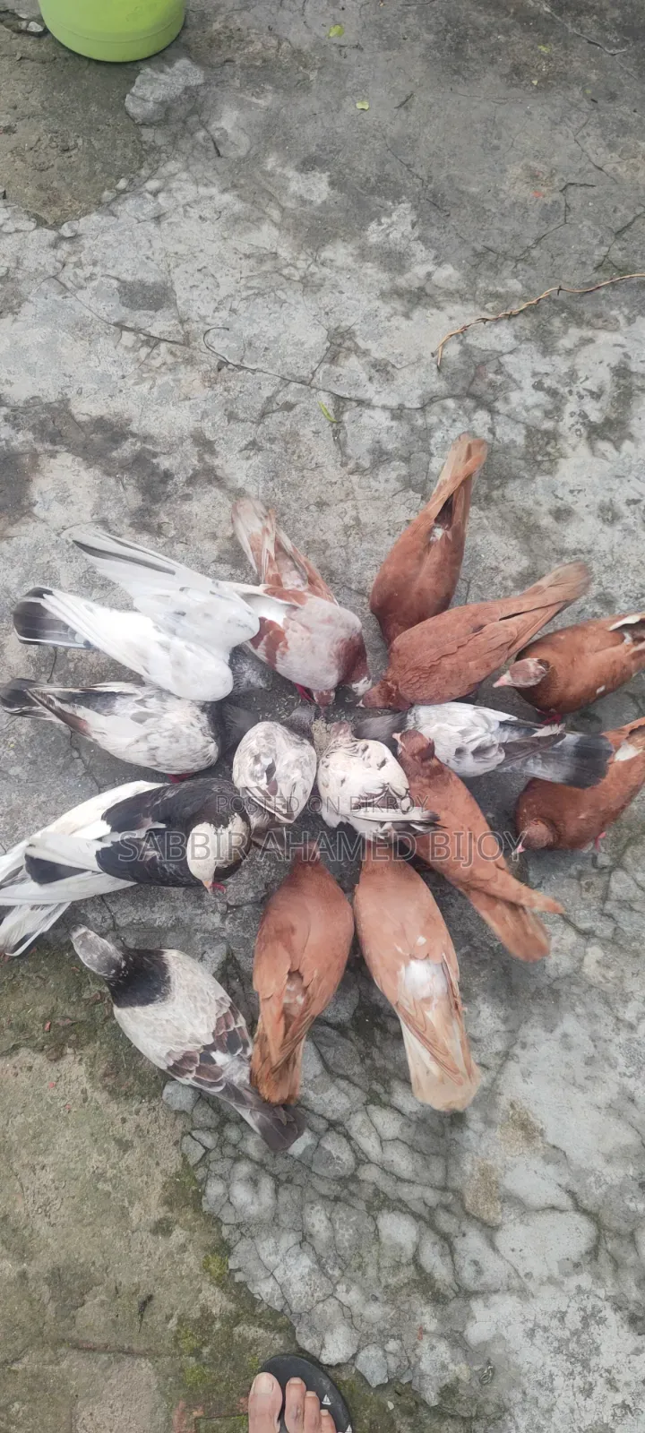 Pair of Pigeons