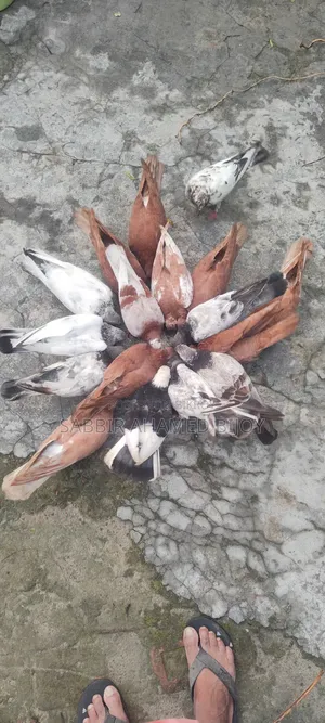 Pair of Pigeons