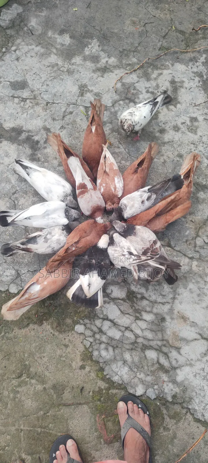 Pair of Pigeons