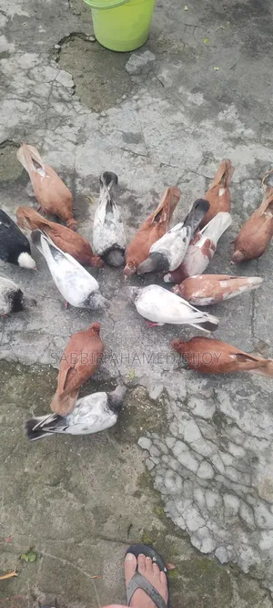 Pair of Pigeons