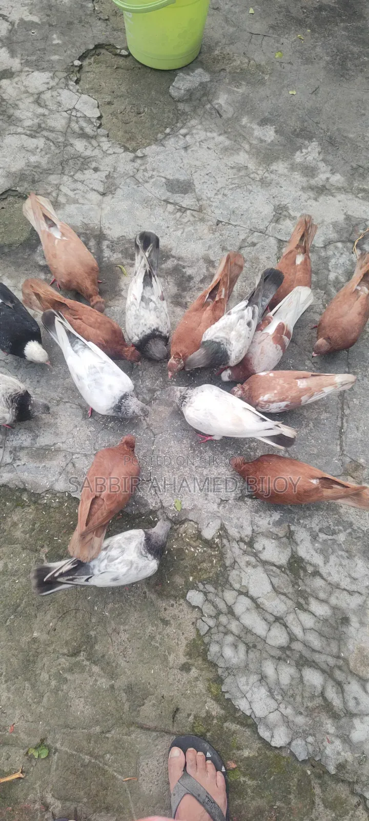 Pair of Pigeons