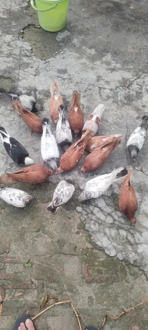 Pair of Pigeons