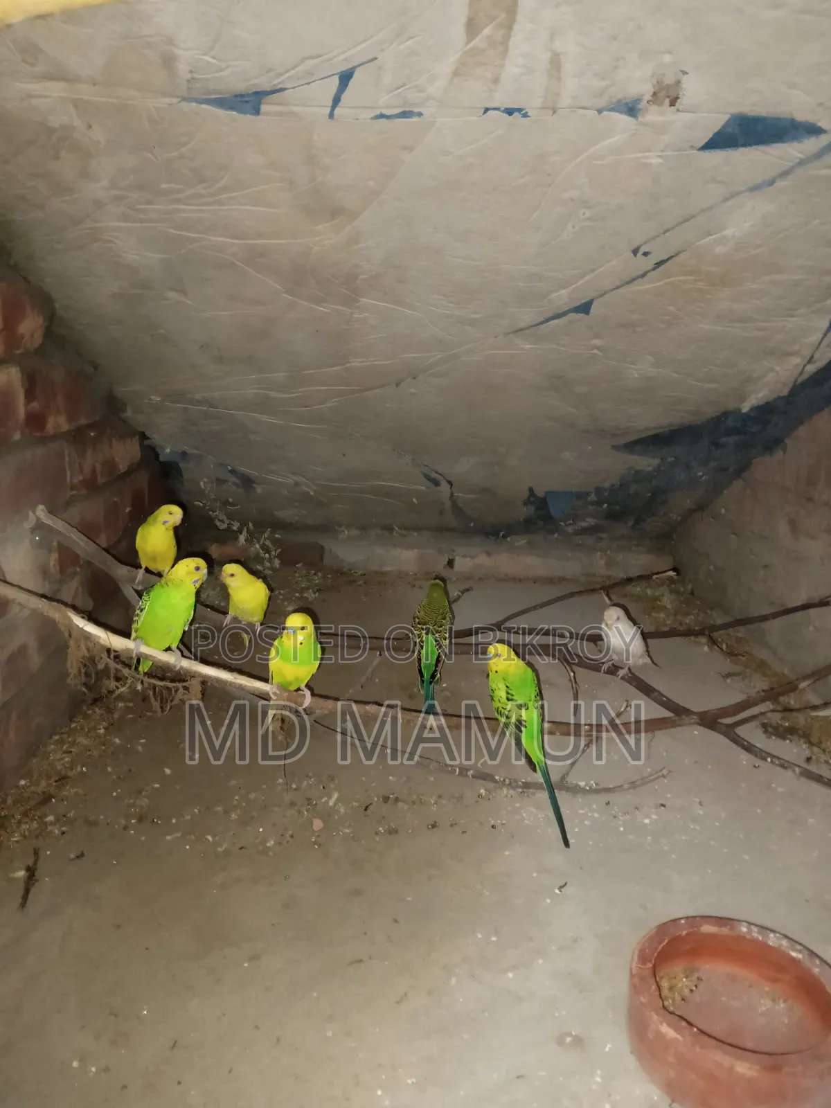 বাজরিকা পাখি