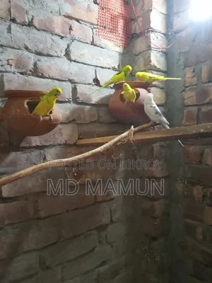 বাজরিকা পাখি
