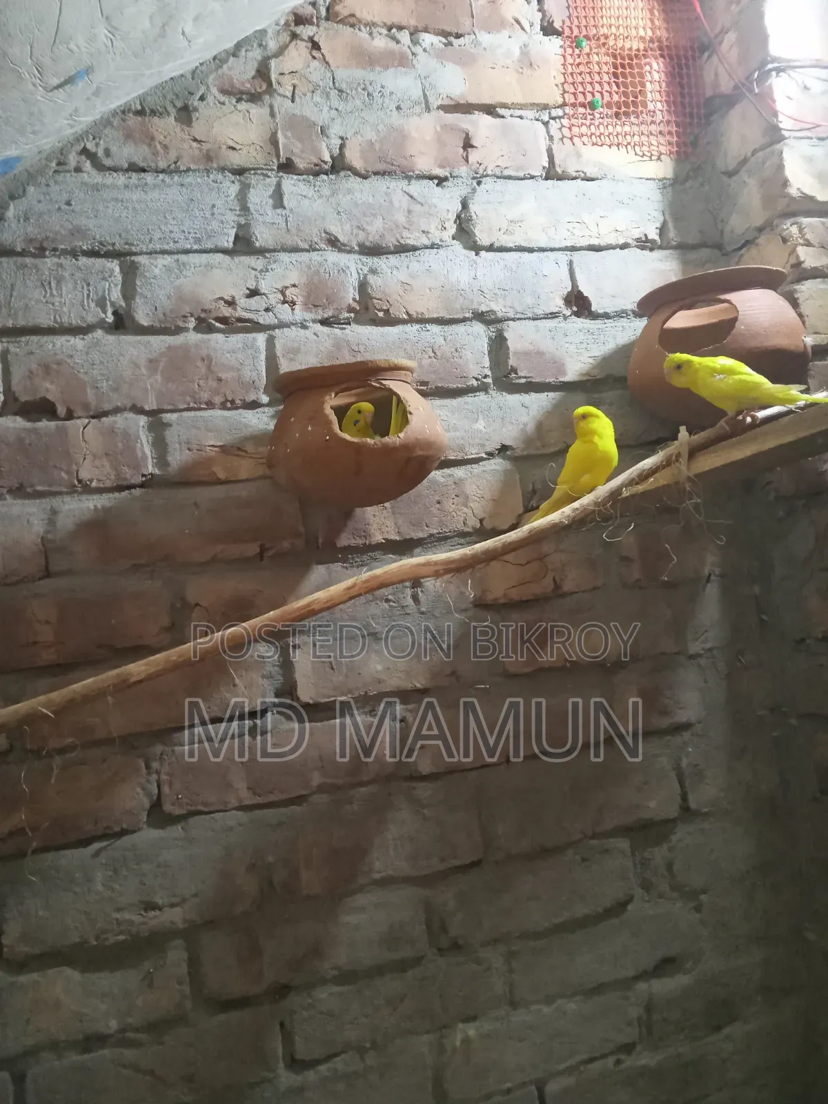 বাজরিকা পাখি