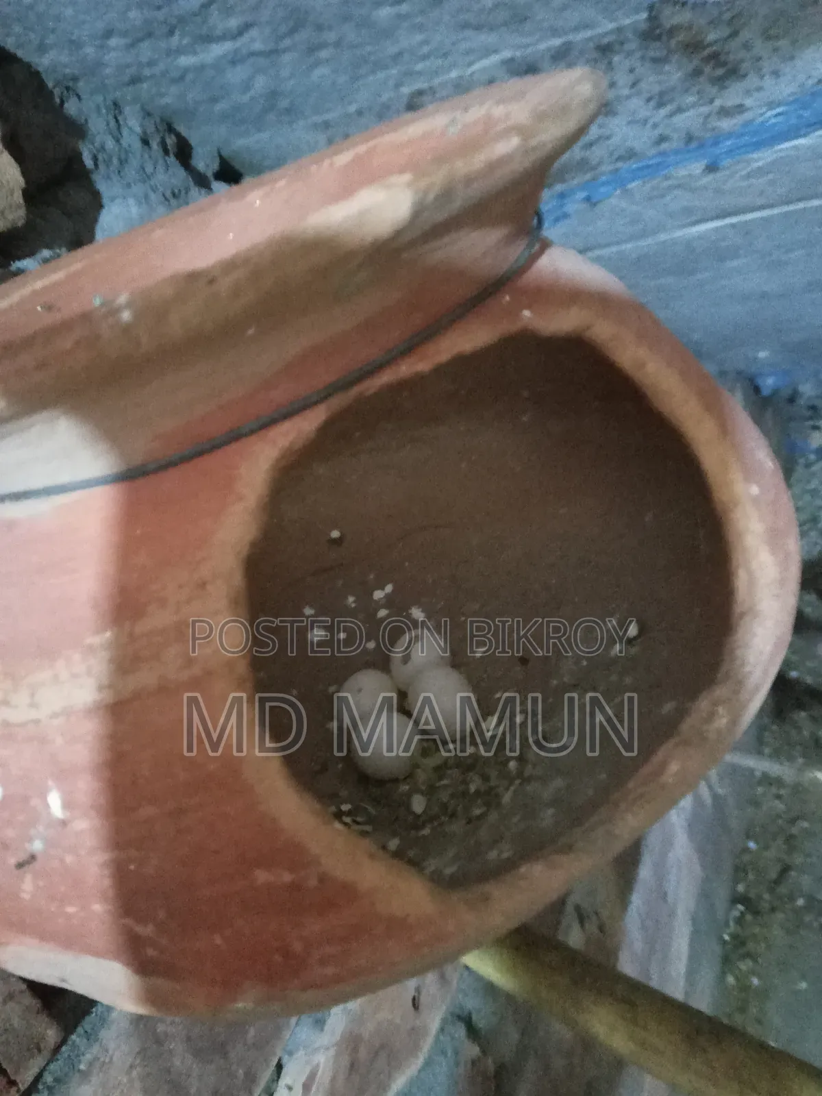 বাজরিকা পাখি