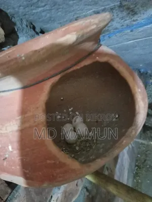 বাজরিকা পাখি