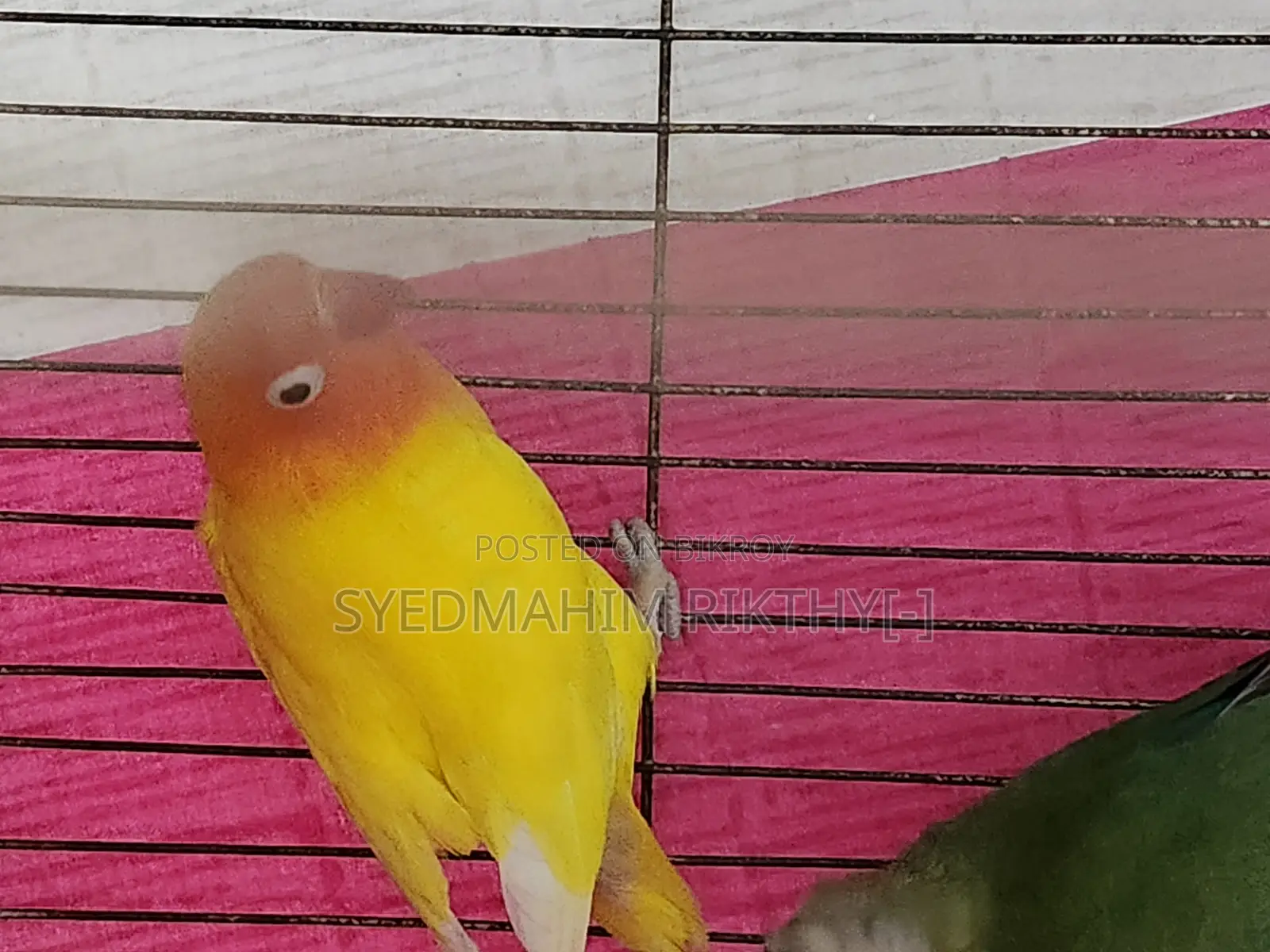 লাভ বার্ড মেল (উভয়ই)