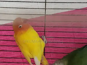 লাভ বার্ড মেল (উভয়ই)