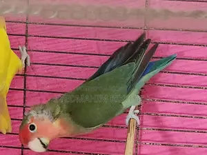 লাভ বার্ড মেল (উভয়ই)