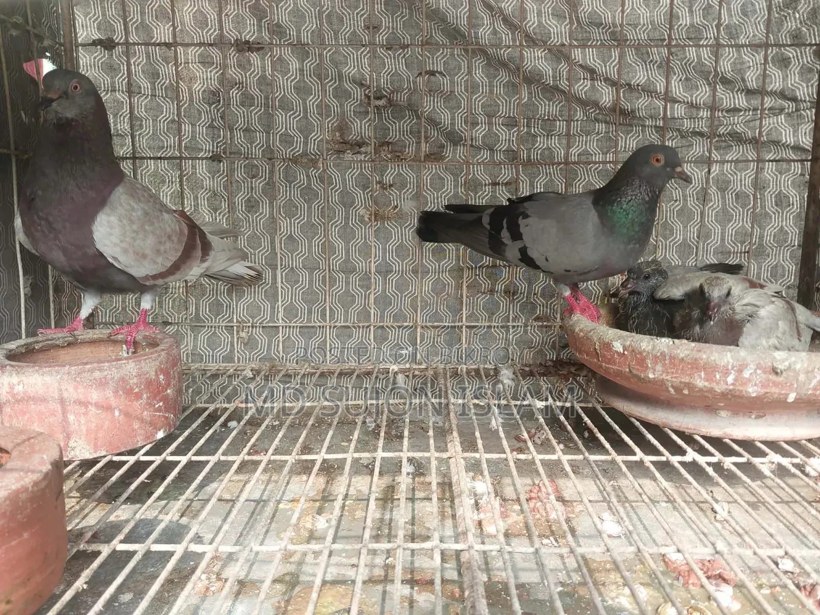 Pigeons for Sale