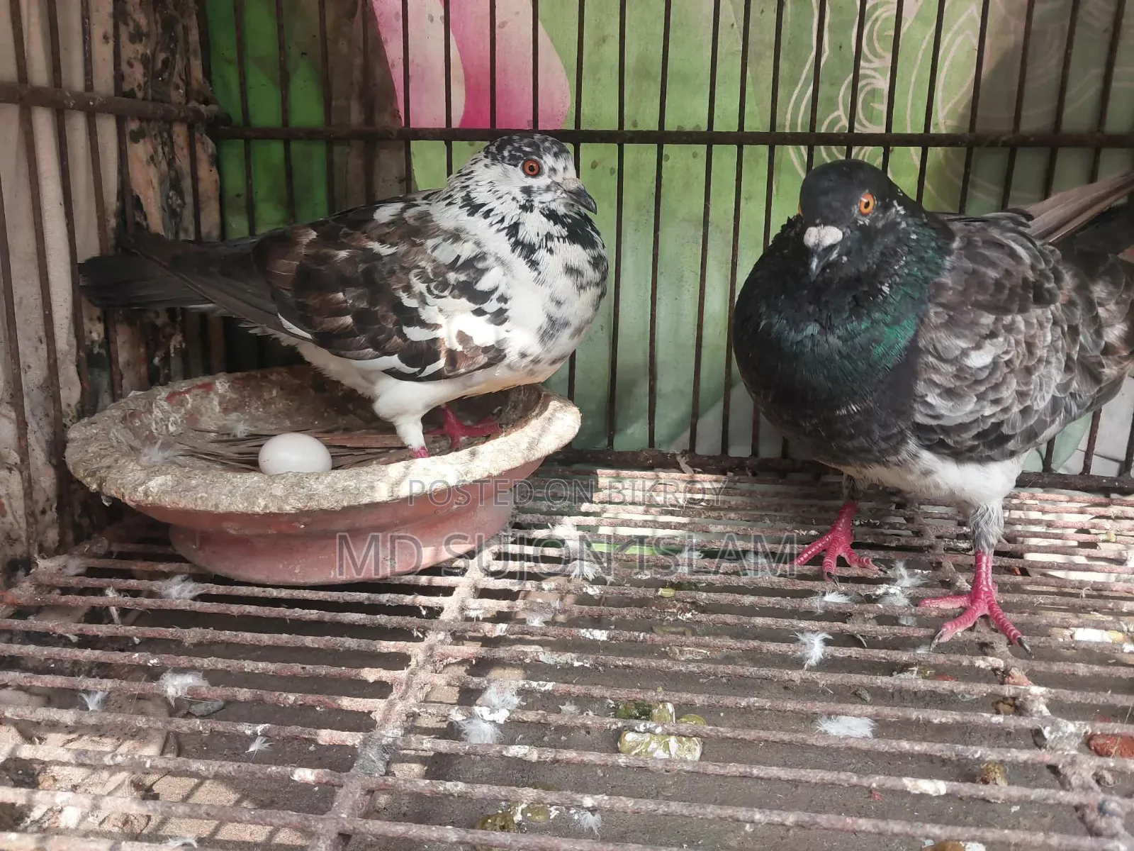 Pigeons for Sale