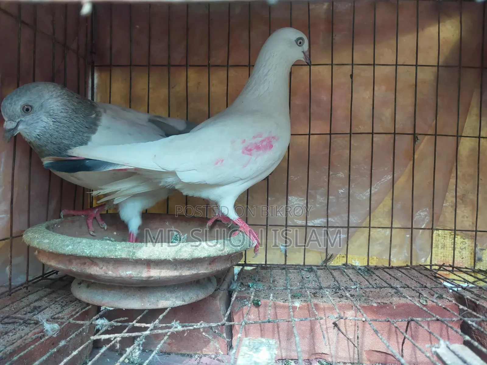 Pigeons for Sale